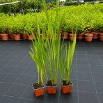 Montbrécia (Crocosmia) ´CARMINE BRILLIANT´- kont. P9